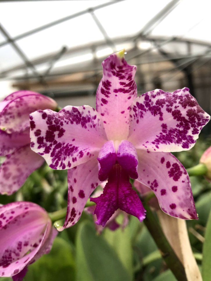 C. amethystoglossa x sib 4n parents | Cattleya For Sale