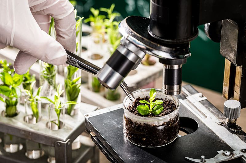 Plant Patent Application