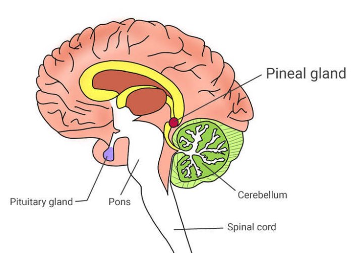 Which Structure Is Highlighted Pineal Gland The mystical Pineal Gland and its Functions - Carsten Antoni