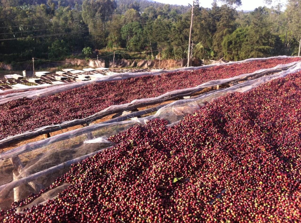 Natural Processed Coffee via @carvetiicoffee