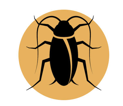 american cockroach