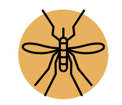 mosquito