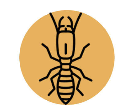 termite