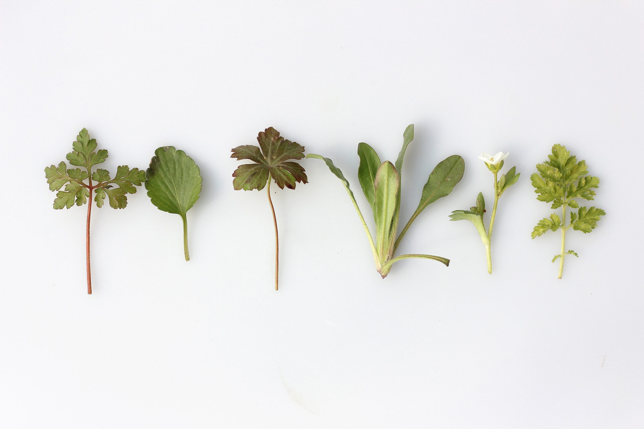 hojas de hierbas y plantas