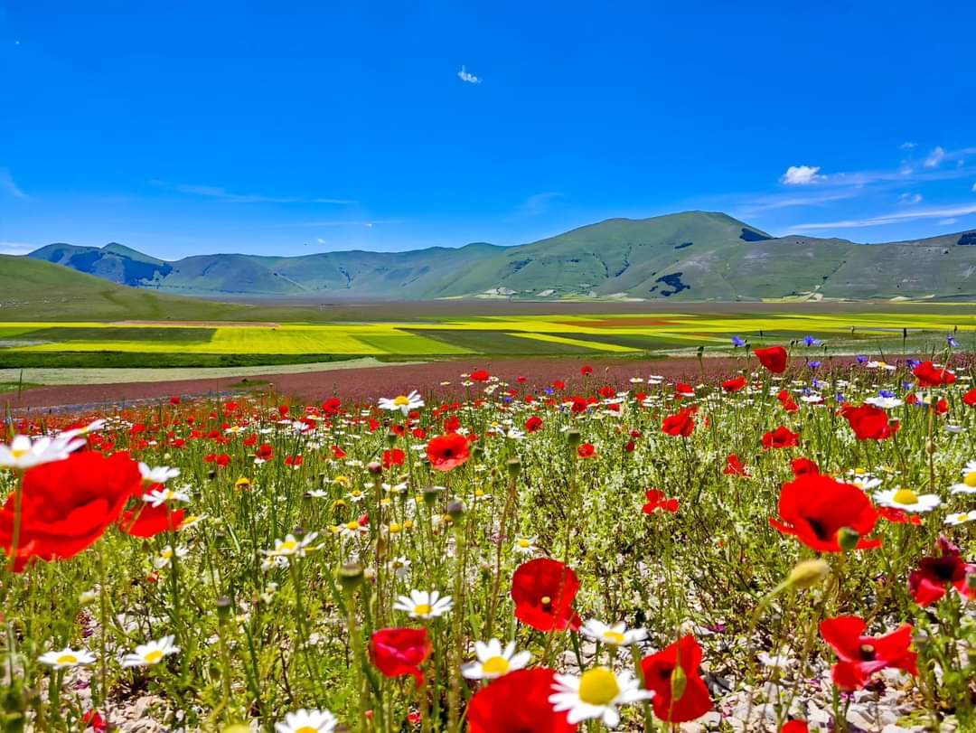 Fioritura famosa in Umbria