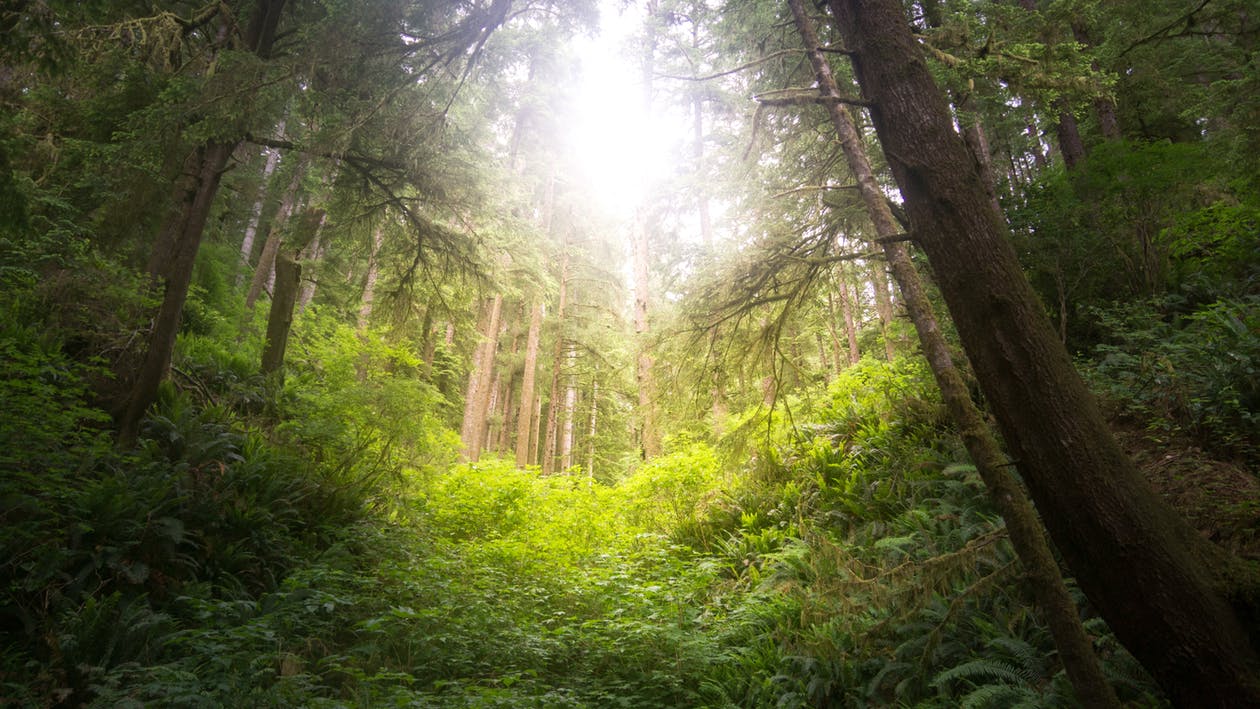 cascadia explored