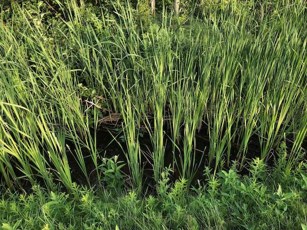 Grasses