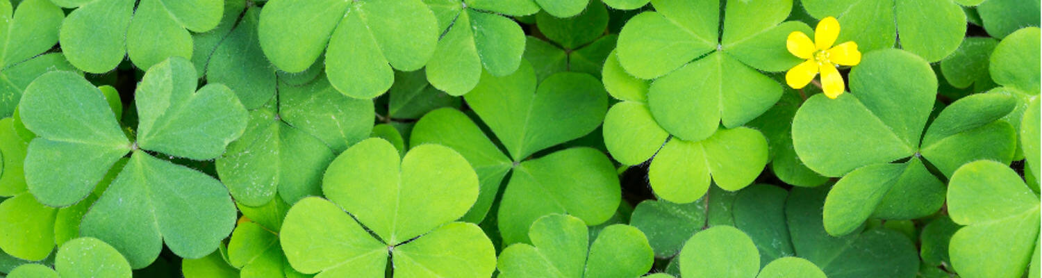 Blog 52 green shamrocks