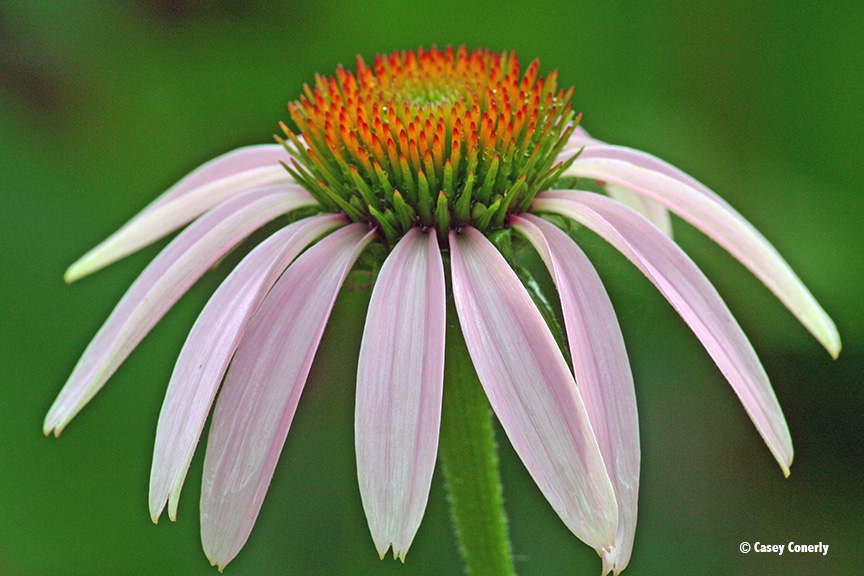 Coneflower