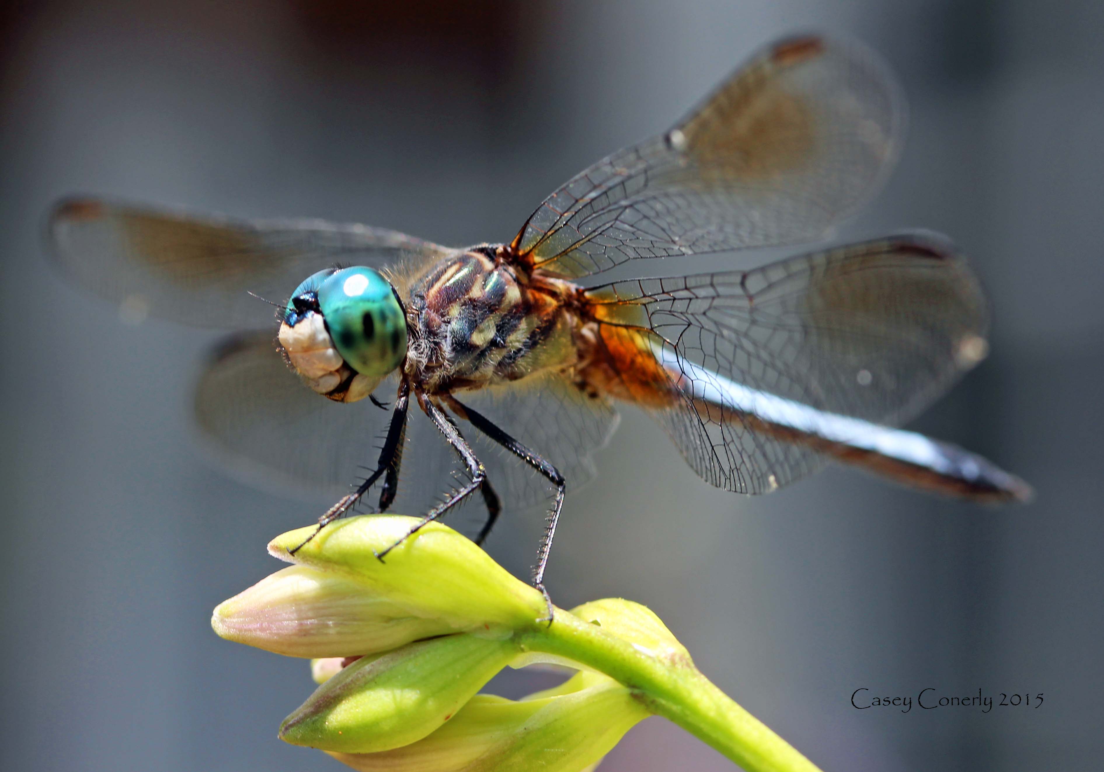 Dragonfly