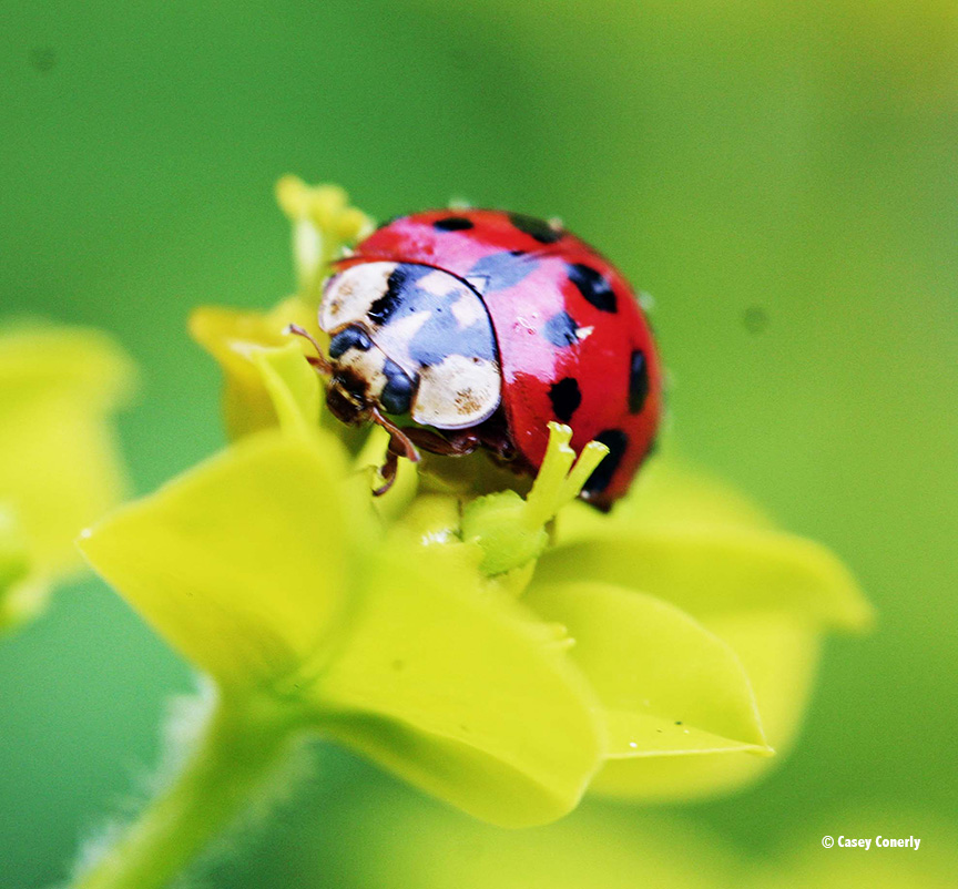 Ladybug copy