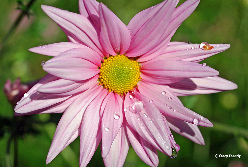 Pink aster