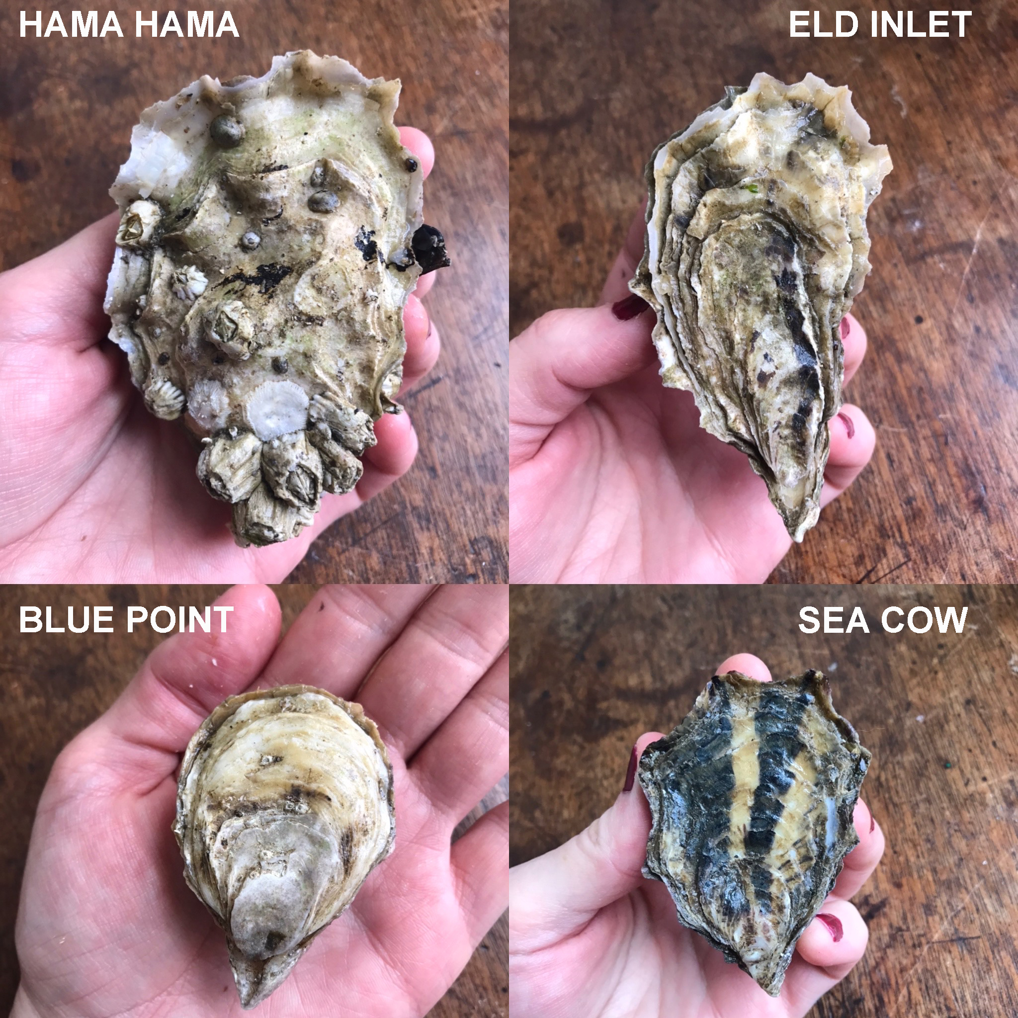 Oysters Top View copy