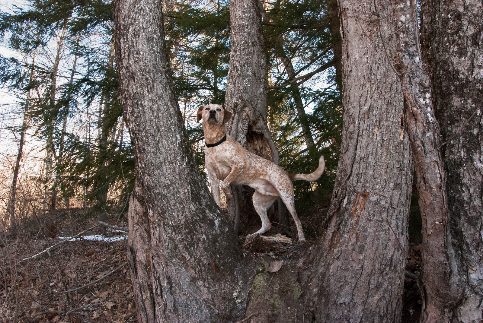 Dublin the shorthair pointer mix... pointing.