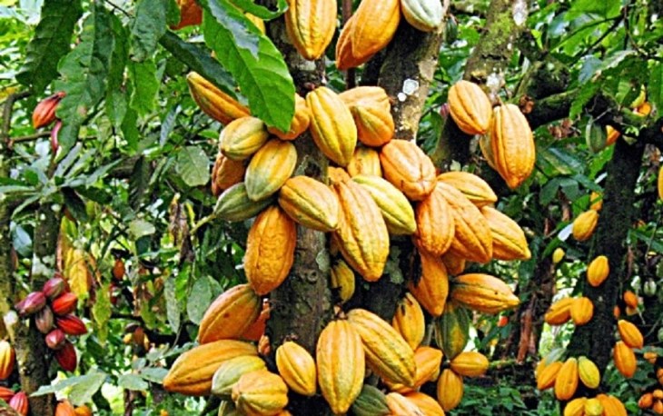 cacaueiro1