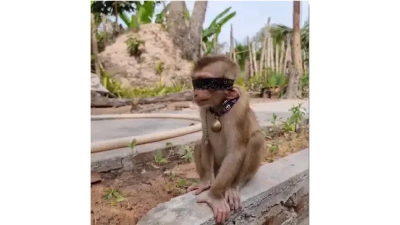 macaquinho capa 25082025