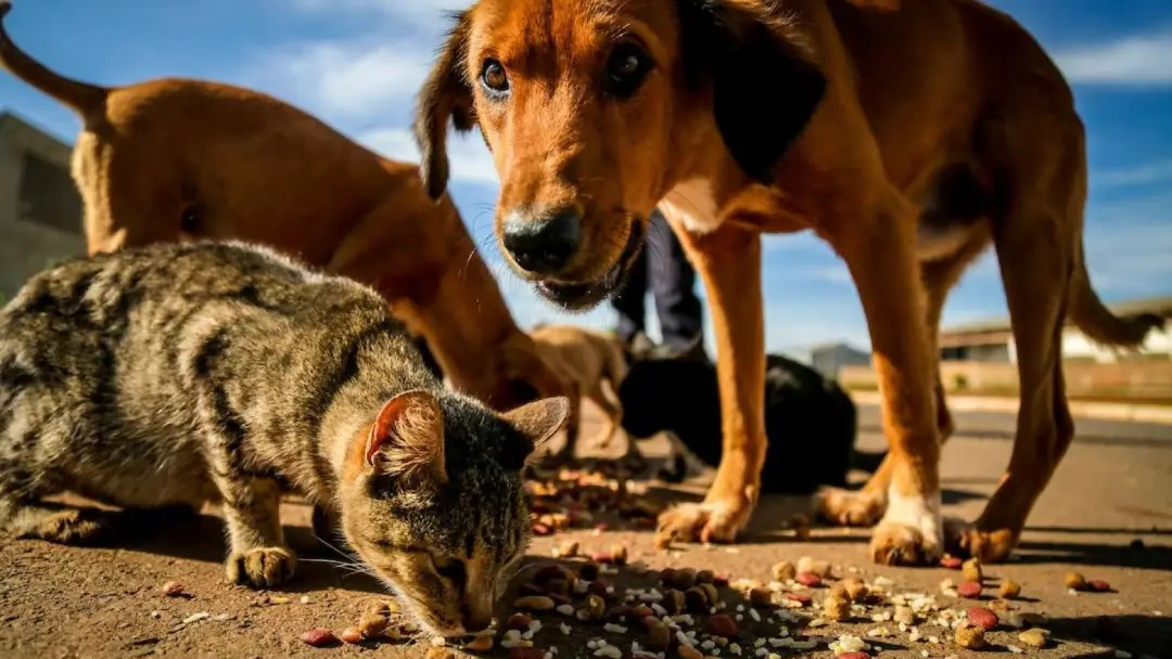 Cães e Gatos de rua 21092025