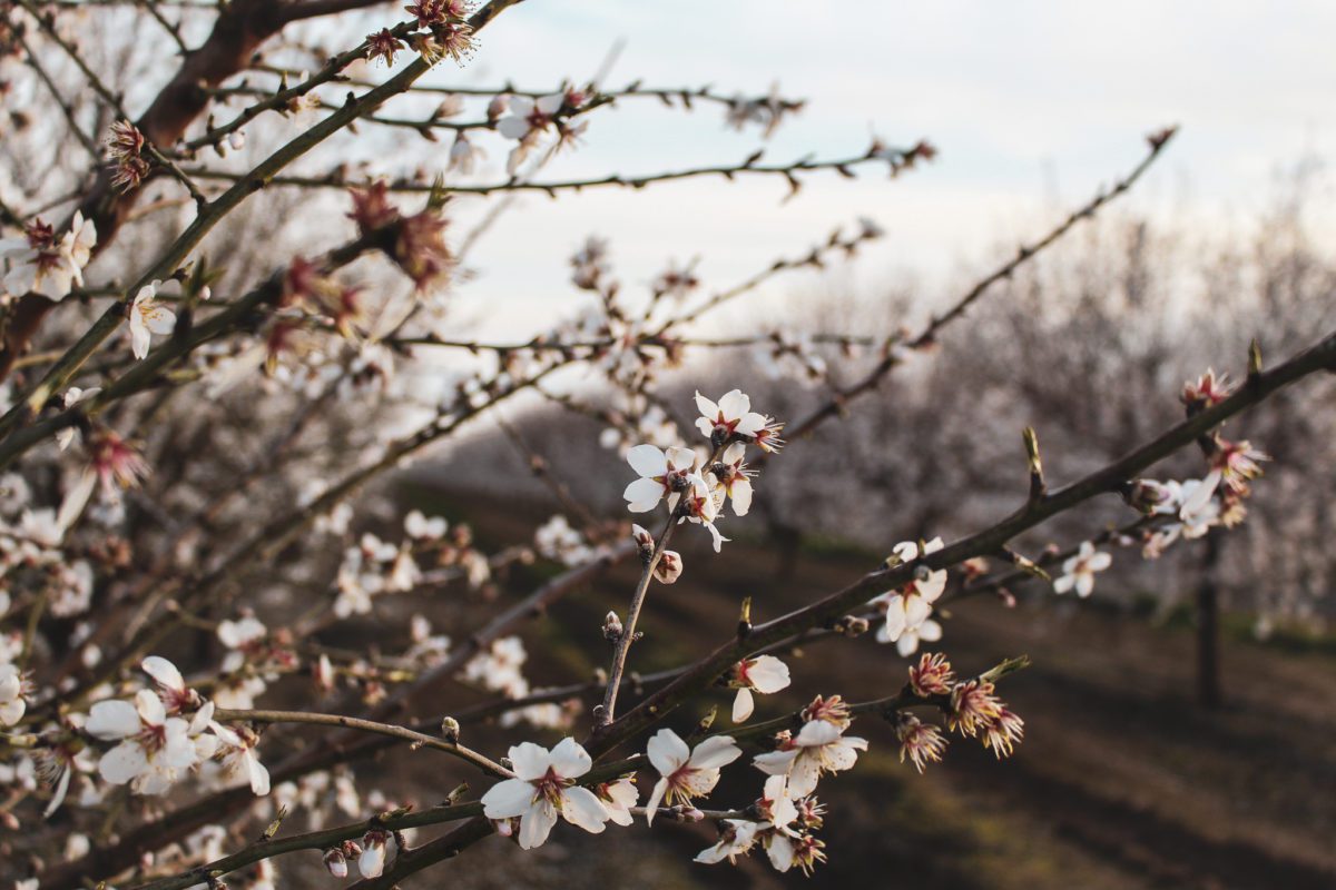close up of almond blossoms