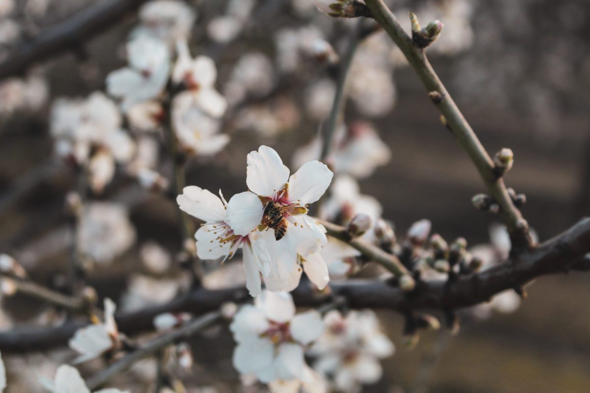 Bees on the Fresno almond blossoms