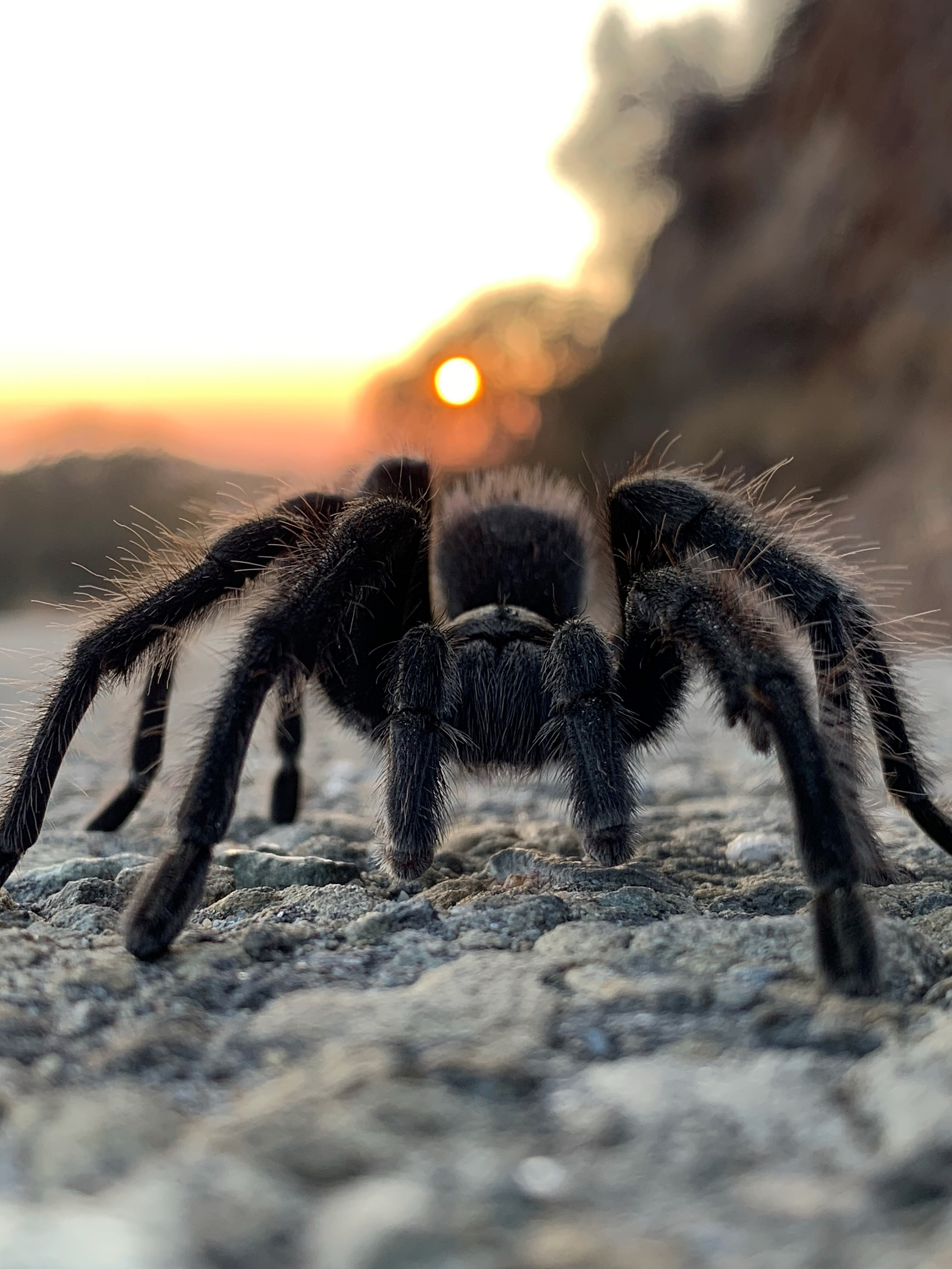 It's mating season! Tarantulas will soon be on the move, looking