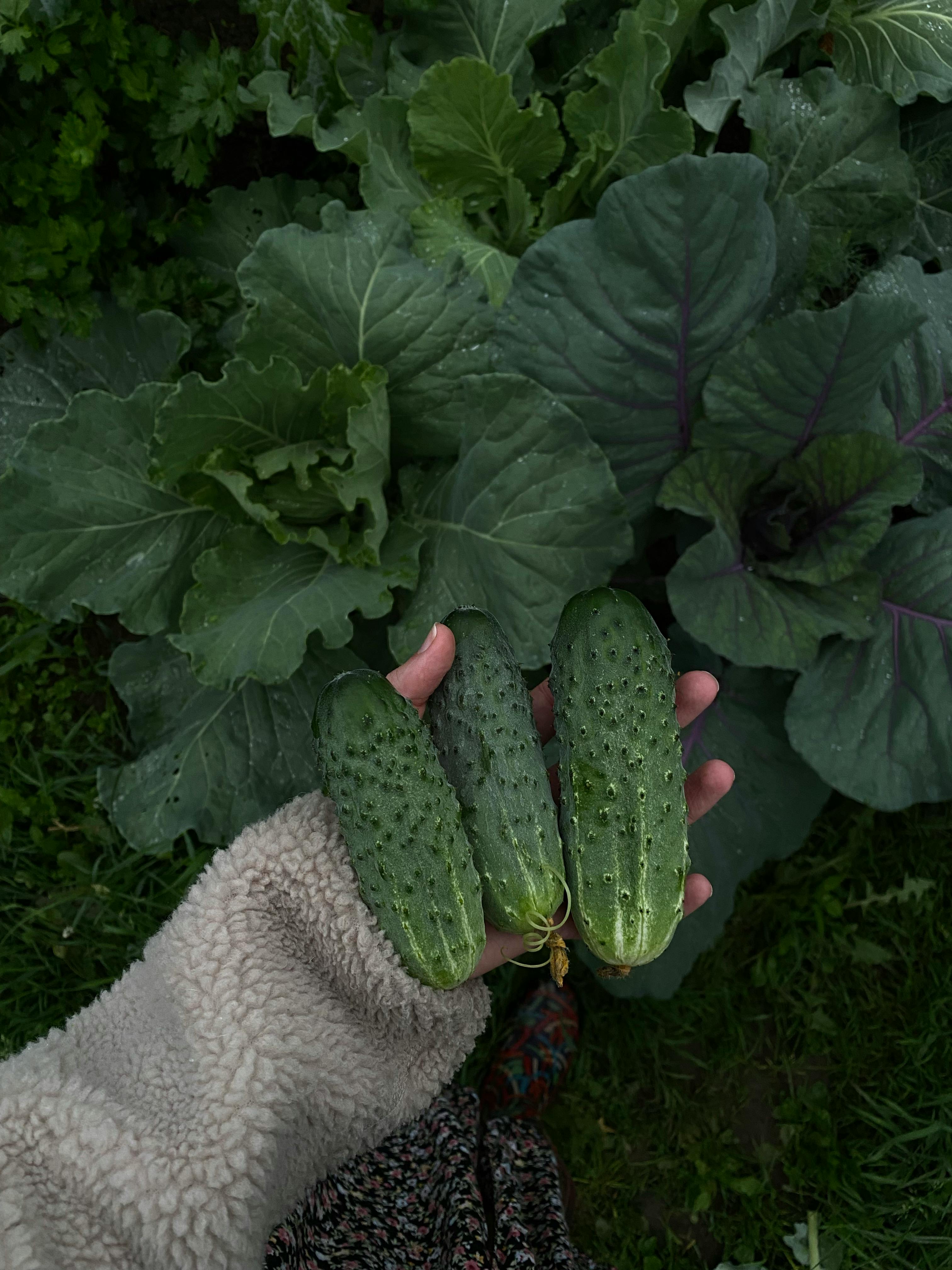 farm to table meaning