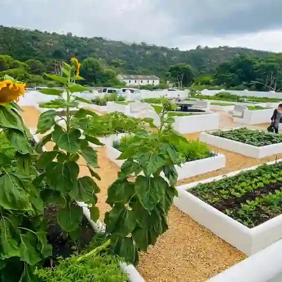 Extra-Barringtons-Plettenberg bay_Mount Castleton