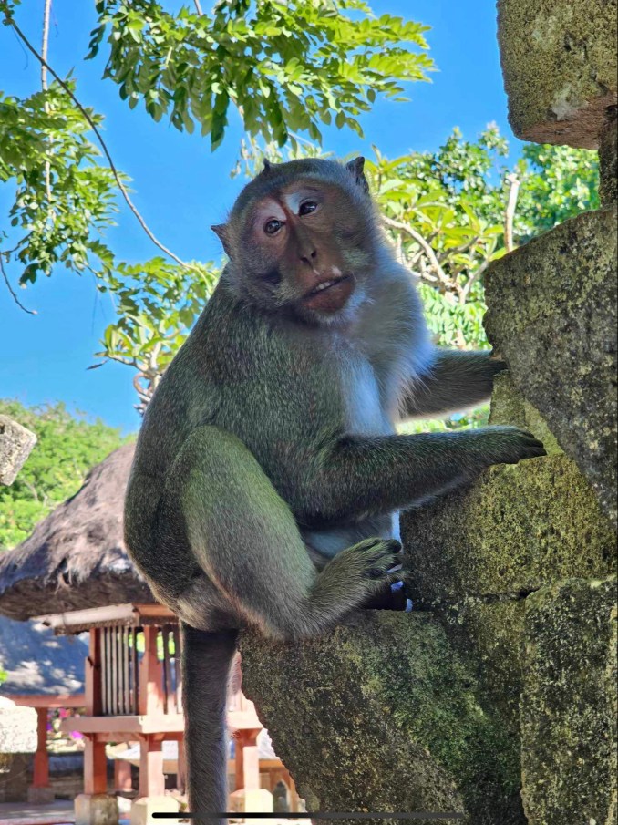 Monkey at the Uluwatu temple 