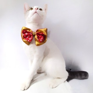 ropa navidad para gatos en miraflores surco lima peru