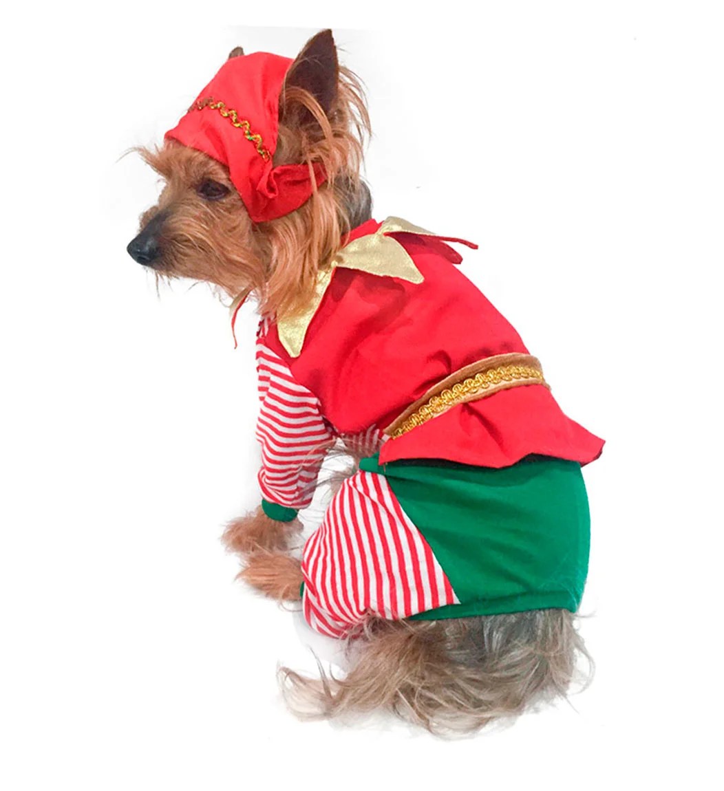 Tiktok Ropa En Cuidado Con El Perro 2021 Ropa Para Perro Happy