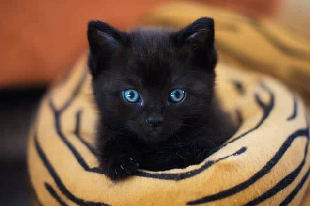 When Do Kittens Open Their Eyes Cat World