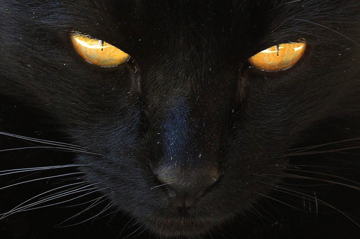 Dandruff in cats