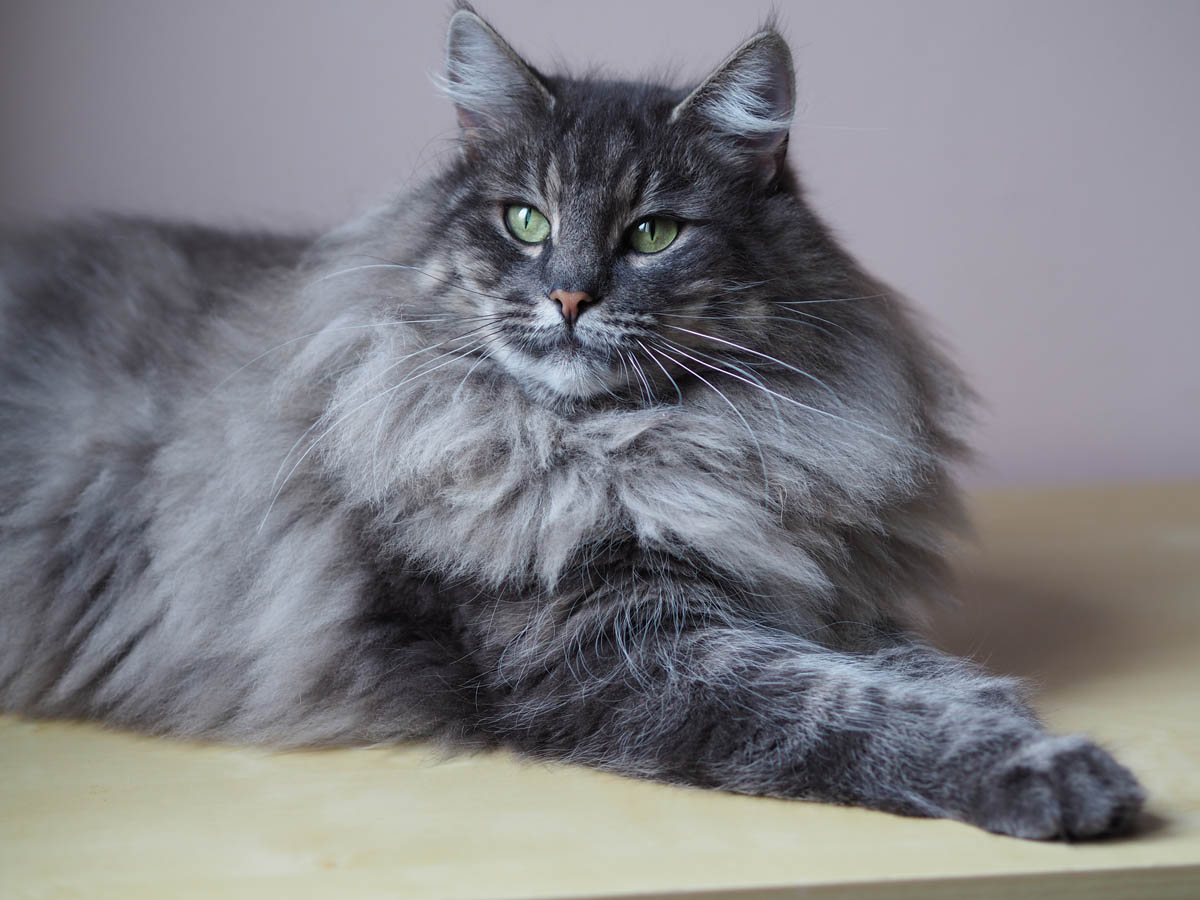 Norwegian forest cat breed profile