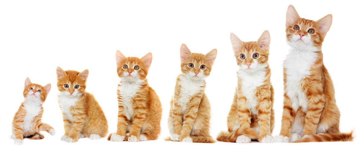 How to care for a 6 week old kitten wholesale dealer, save 59%