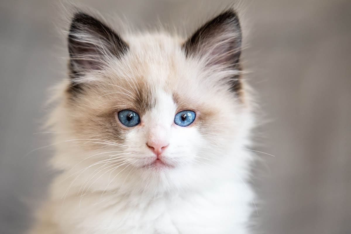 Ragdoll Cat Breed Profile Cat World