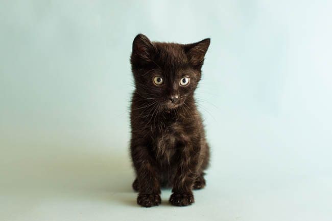 Kitten Development Week By Week Weeks 1 To 8 Cat World