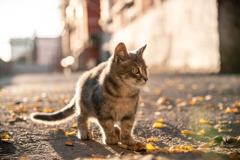 9 reasons cats run away from home