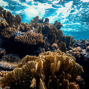 marine conservation corals