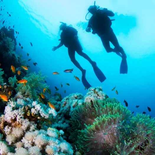 coral service