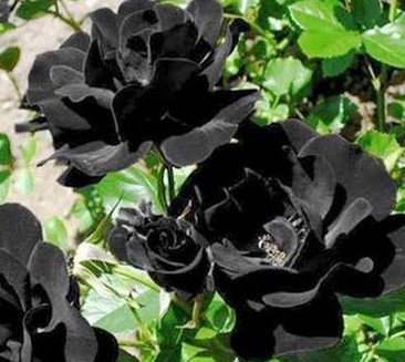 Gratis Download Gambar 50 Gambar Bunga Mawar Tercantik Di Dunia Warna Putih Ungu Pink Terkeren oleh www.lampunghits.com