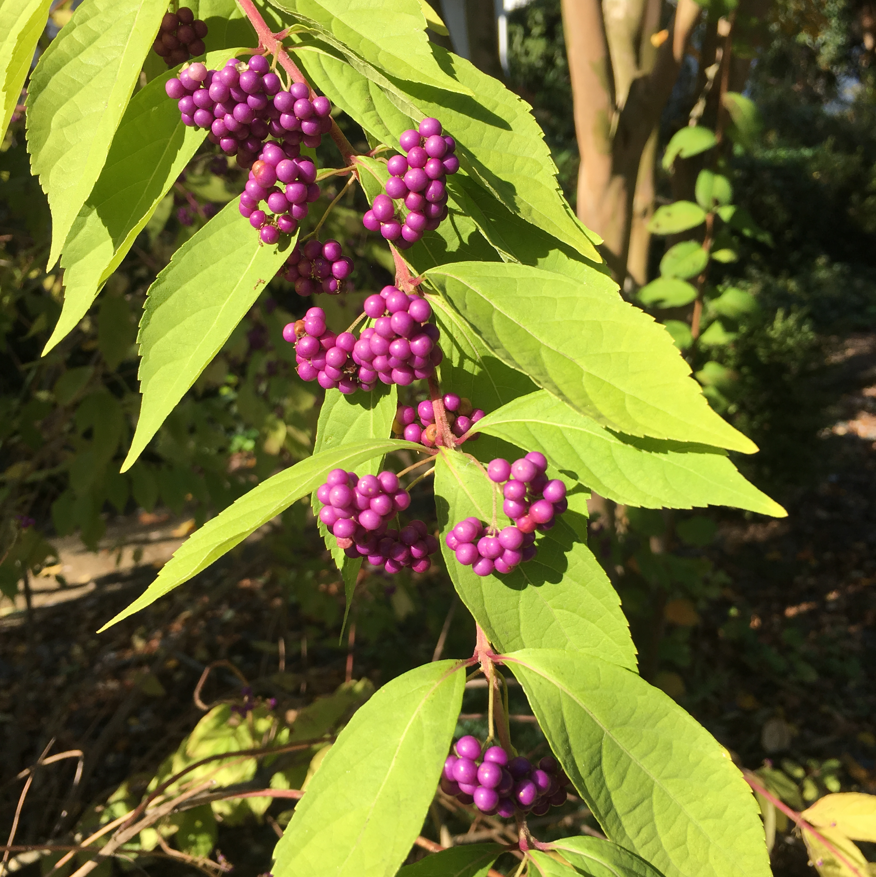 purple berries