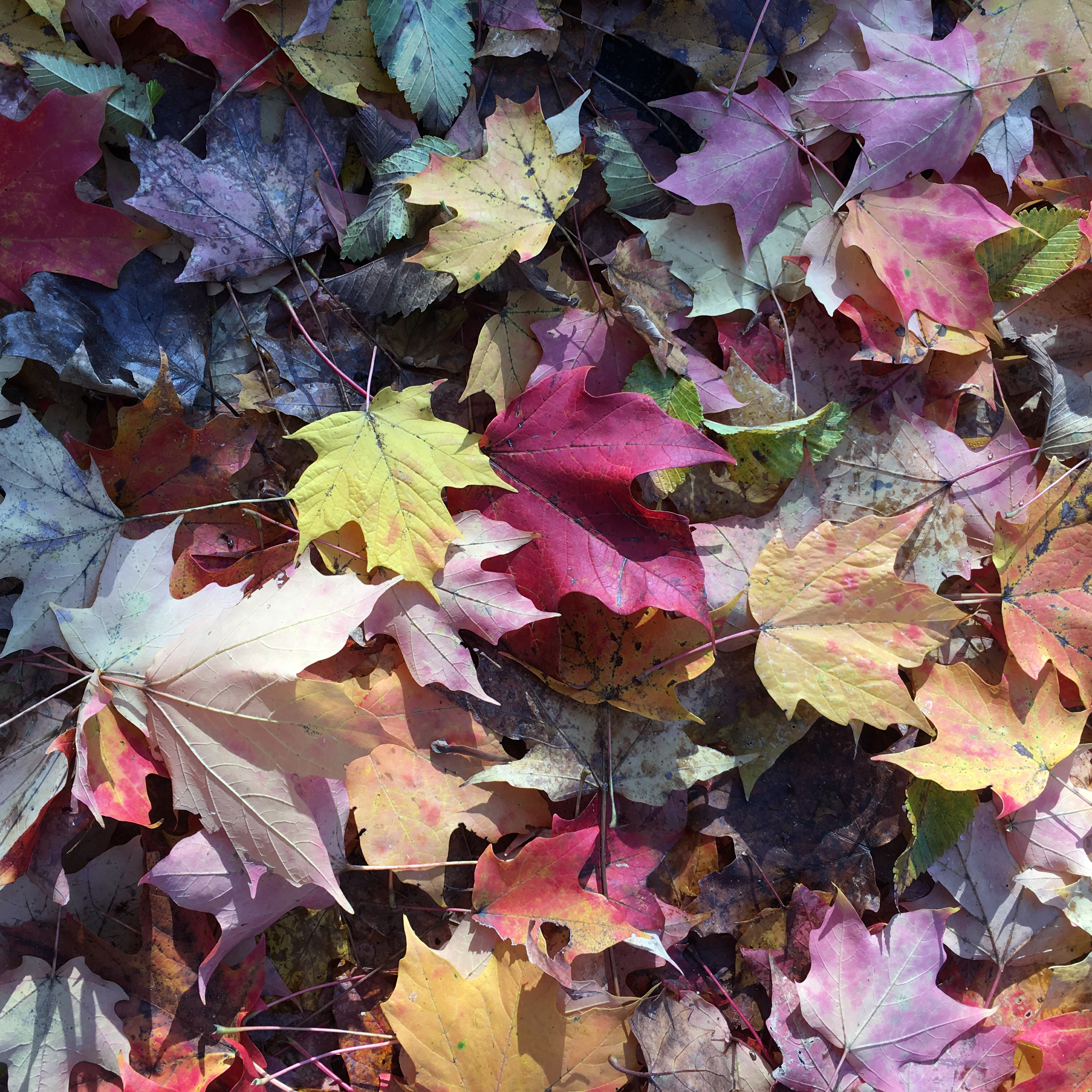 fallen leaves
