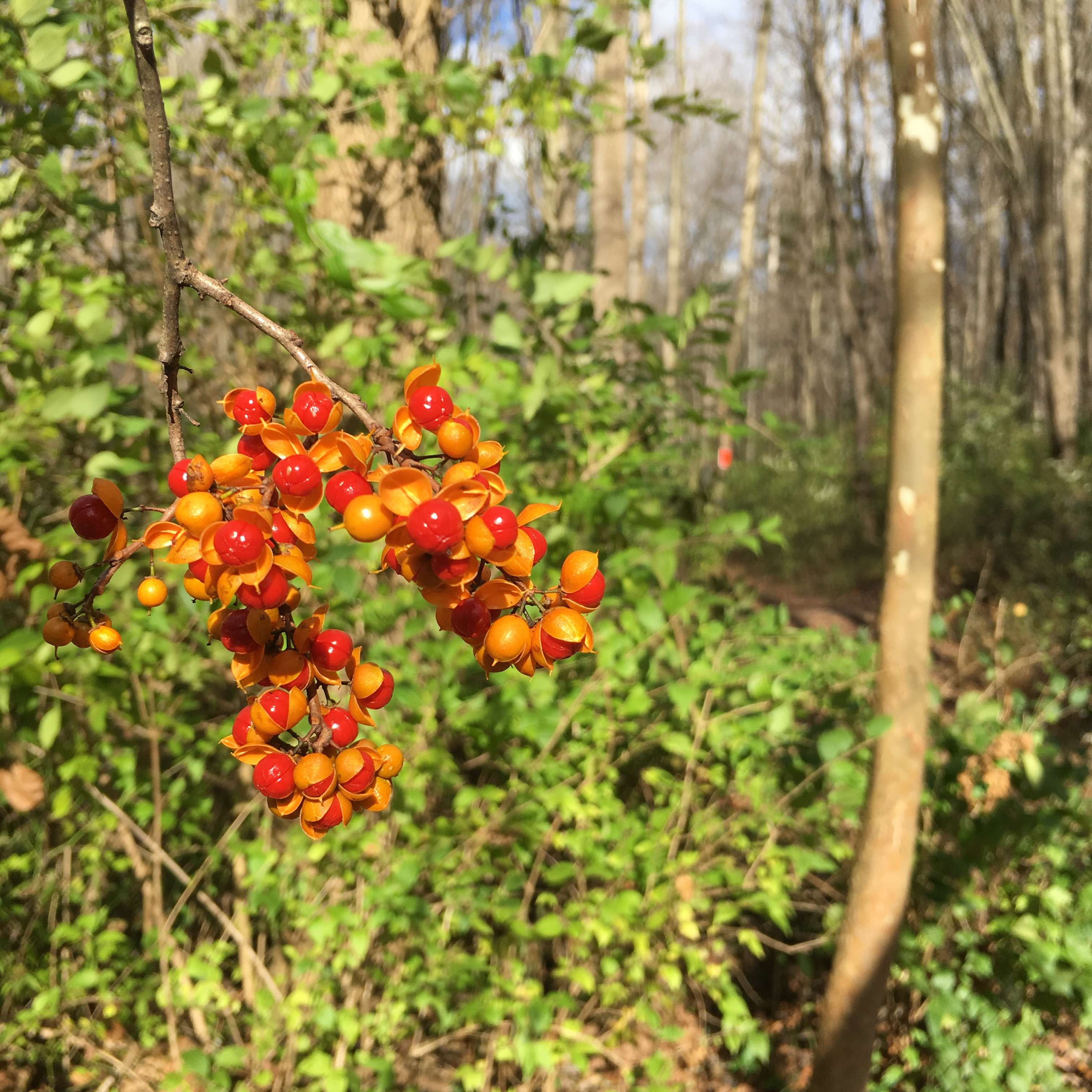 berries