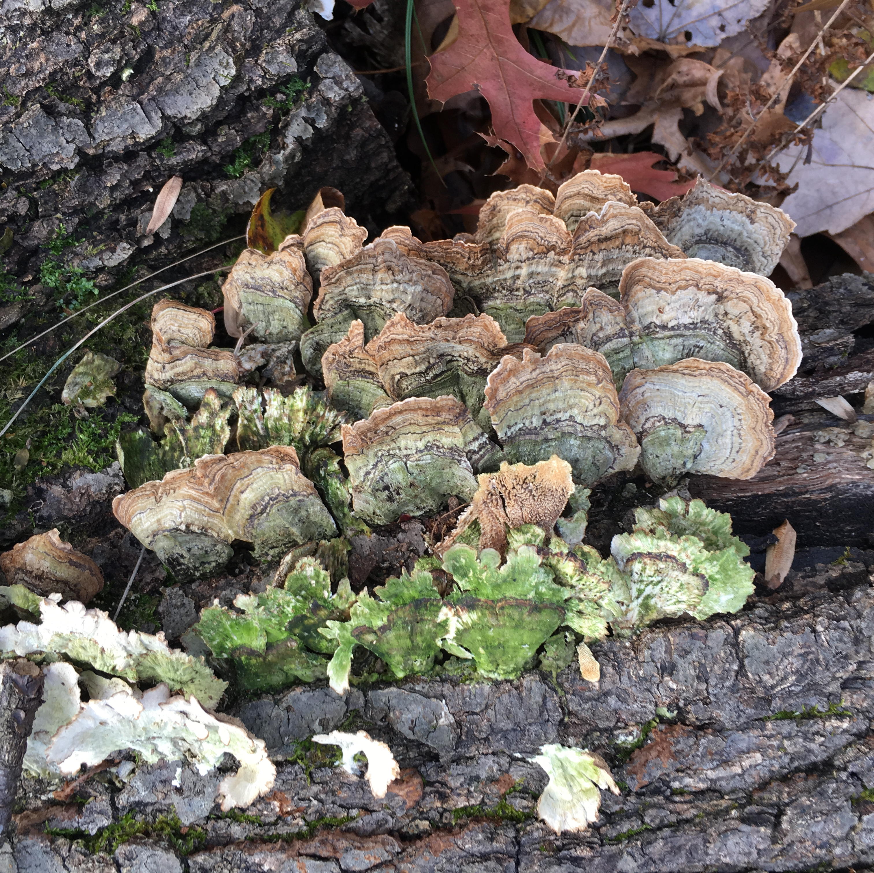 bracket fungi