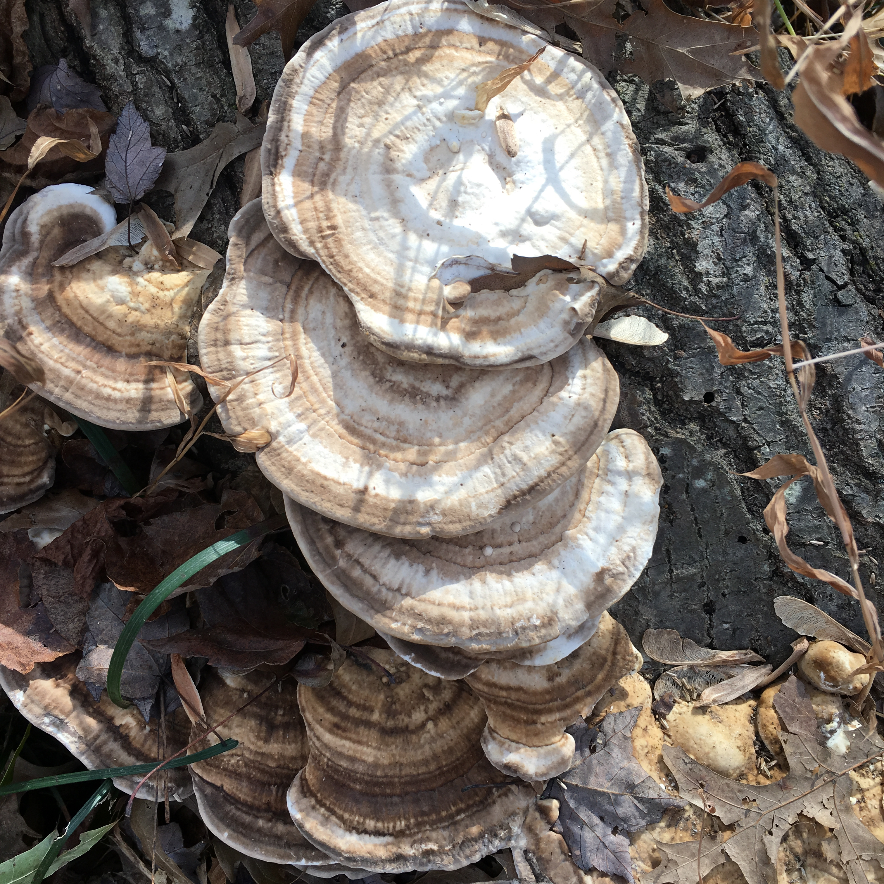 bracket fungi