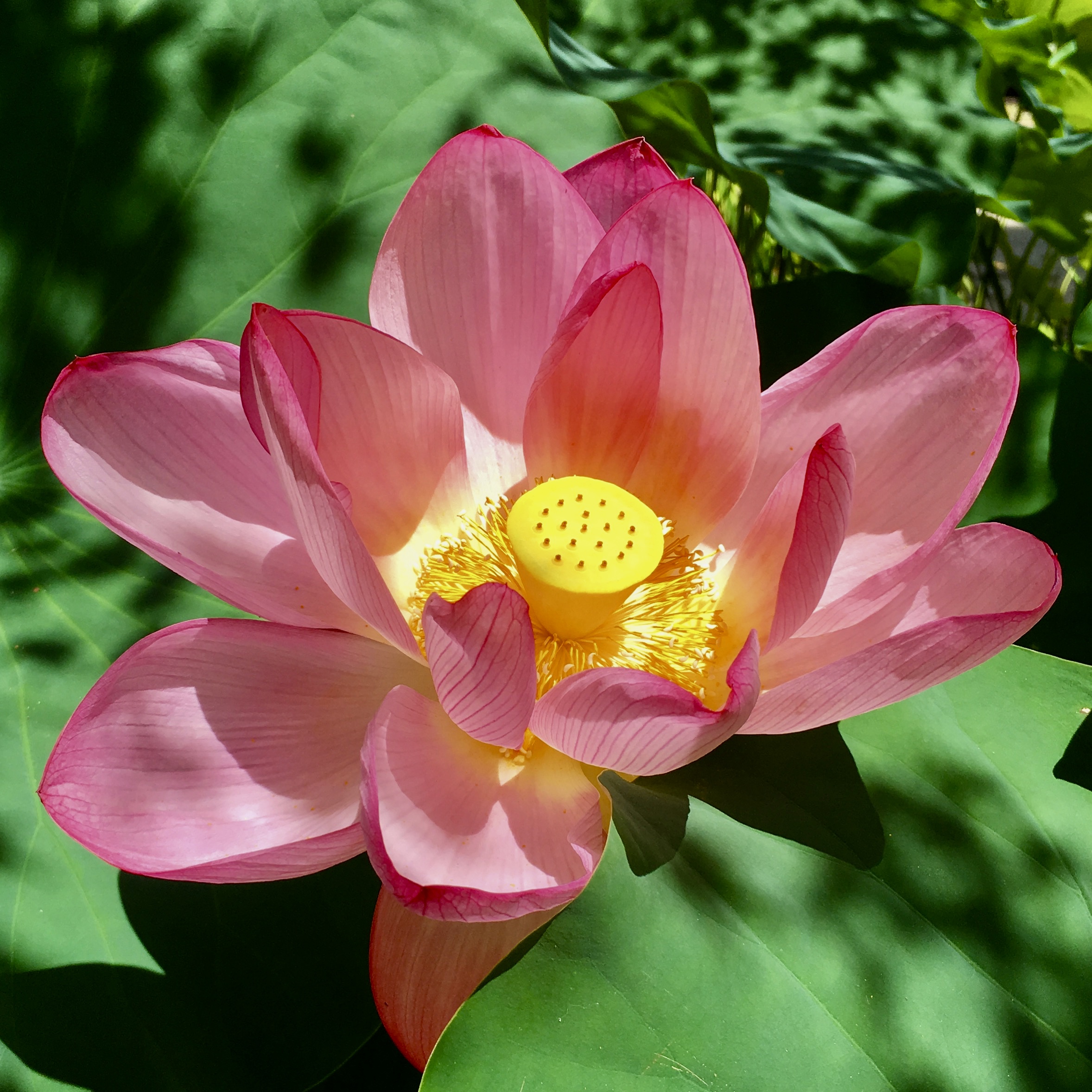 lotus at Toshodaiji Temple