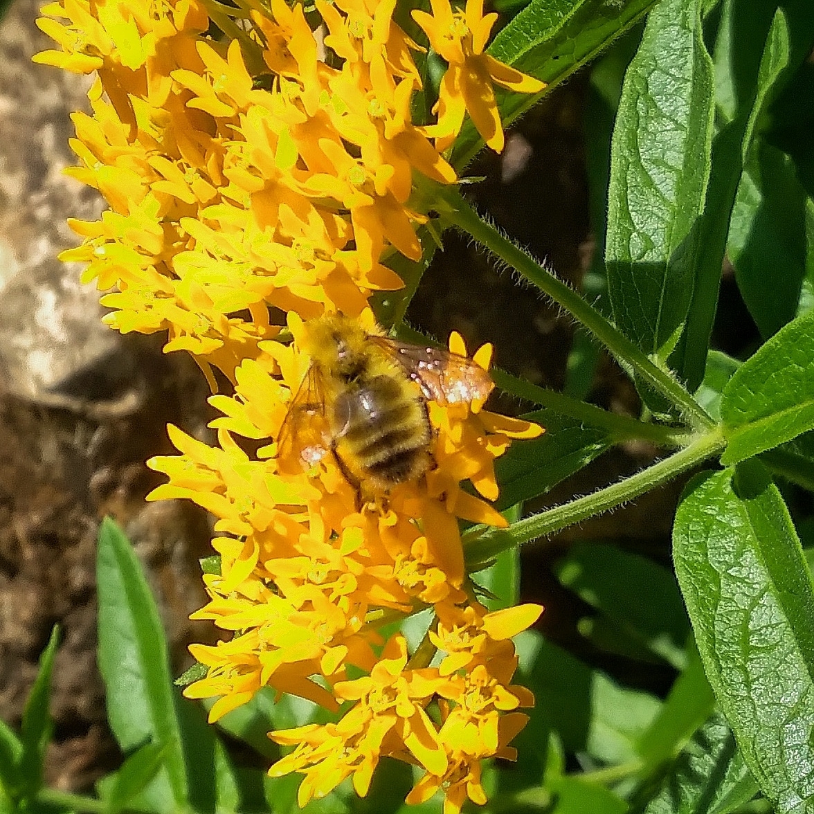 This Perplexing Bumblebee (Bombus perplexus) foraging on Butterfly Milkweed (Asclepias tuberosa) was one of my very first bee photographs! I took this photo in June 2022 and was utterly enchanted by both its endearing fuzzy stripes, as well as the curious name. I later found out that this bumblebee species has a lot of variation in its appearance which can often stump or perplex people trying to get an accurate species ID.
