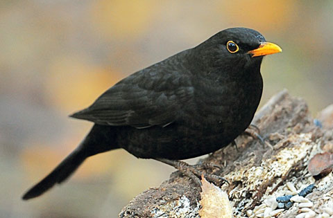 柿乃葉 1 紫 BLACKBIRD GOOD NEWS IS ATTITUDES Robins, Blue Jays, and Blackbirds | Catch a Falling Star