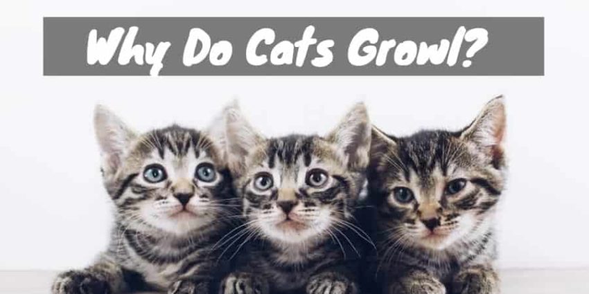Ferocious felines: why do cats growl? (7 reasons)