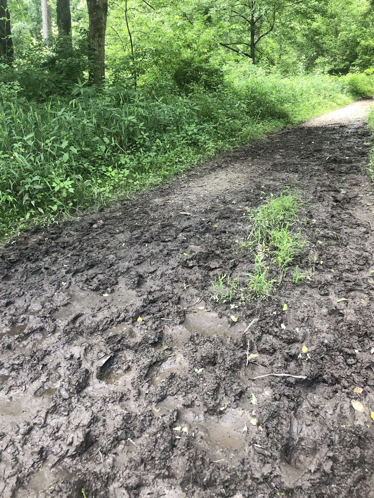 muddy Airplane Rock trail
