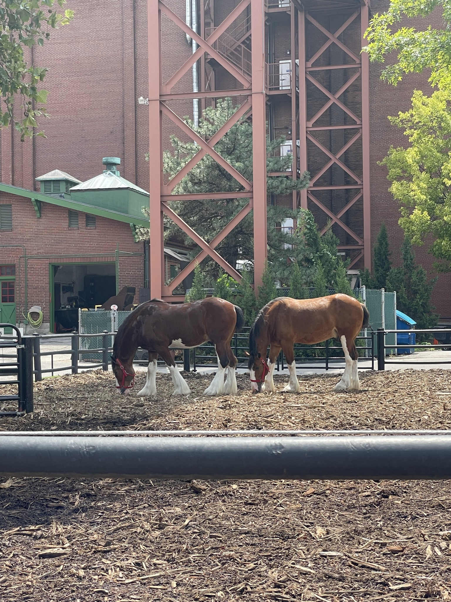 Visiting St. Louis- Budweiser Tour